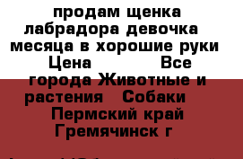 продам щенка лабрадора девочка 2 месяца в хорошие руки › Цена ­ 8 000 - Все города Животные и растения » Собаки   . Пермский край,Гремячинск г.